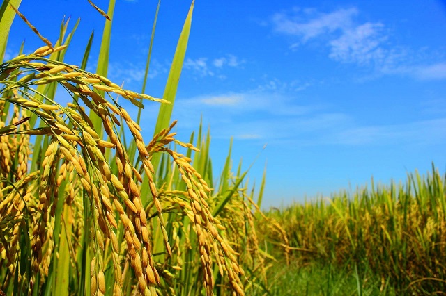 Top 5 địa chỉ cung cấp hóa chất nông nghiệp uy tín tại Việt Nam